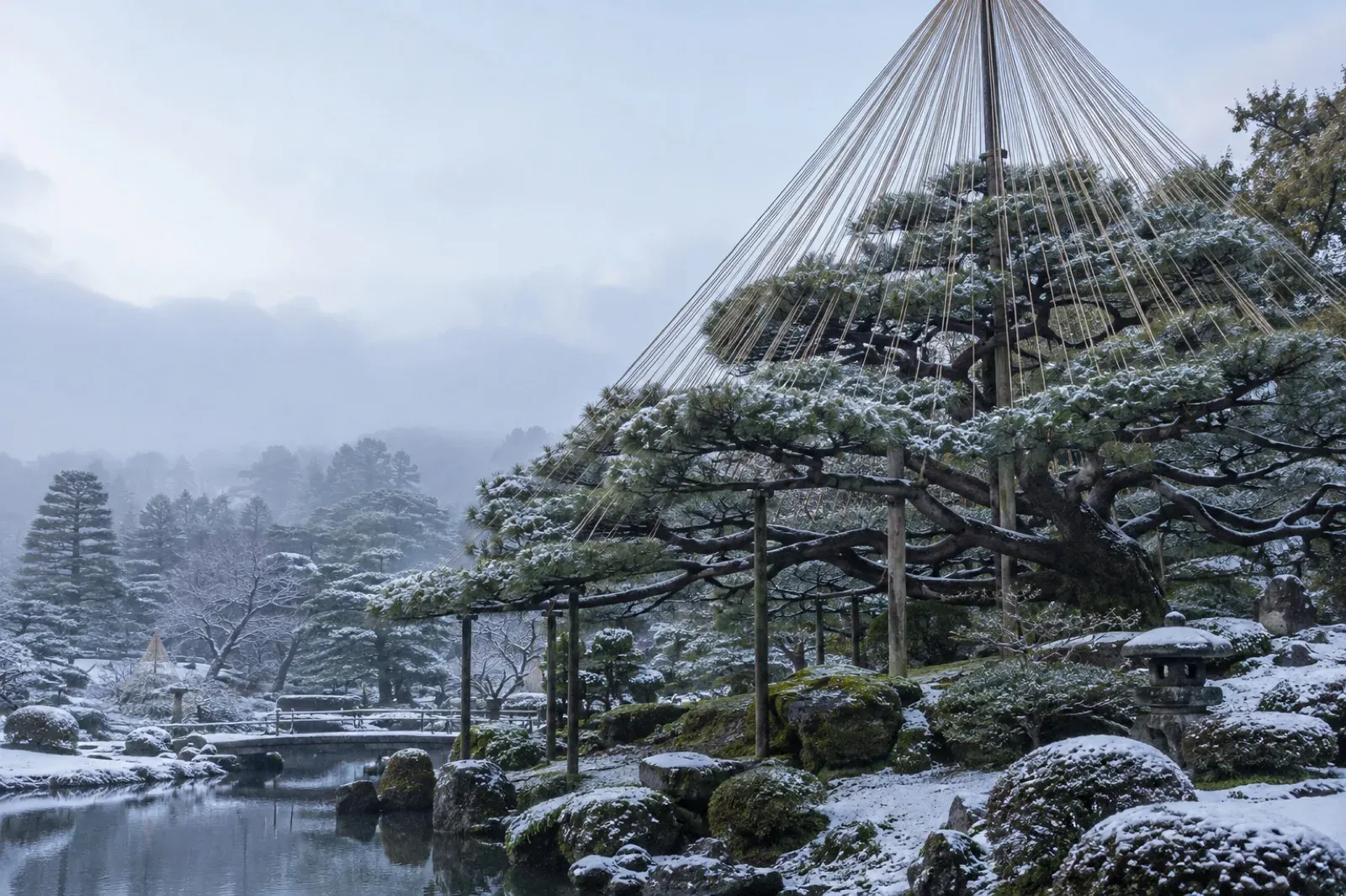 An old pine with yukitsuri ropes strung from a post in a cone