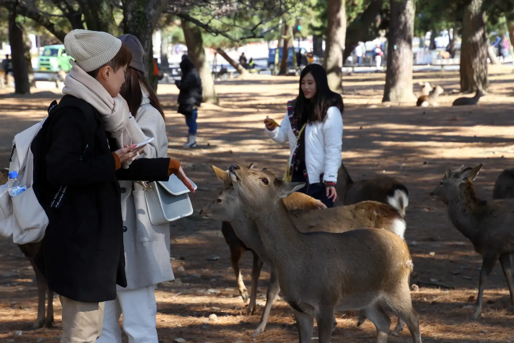 Visitors standing on a path in Nara Park as several deer walk up to them