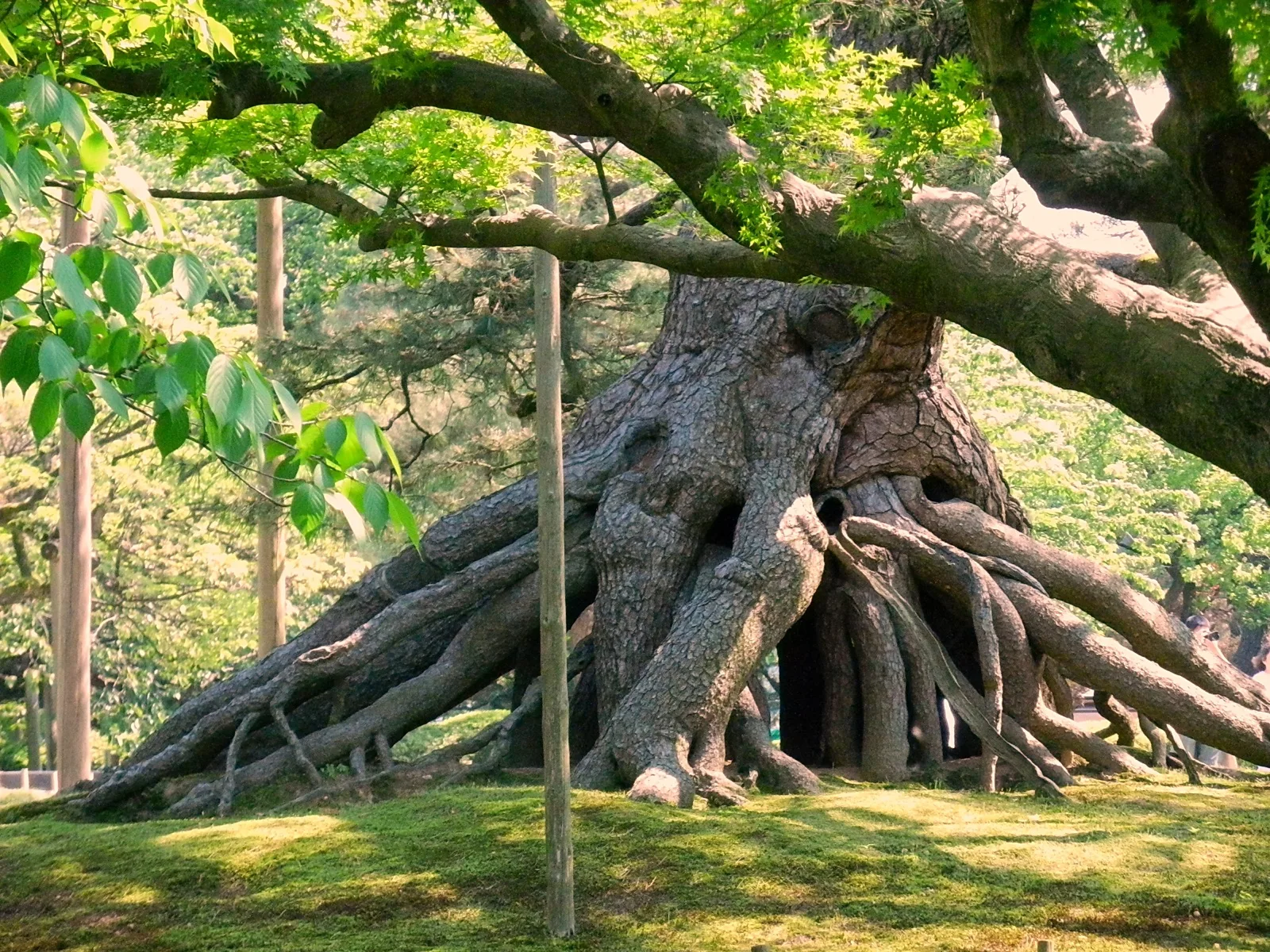 The raised-root pine, its trunk held above the ground by more than forty exposed roots