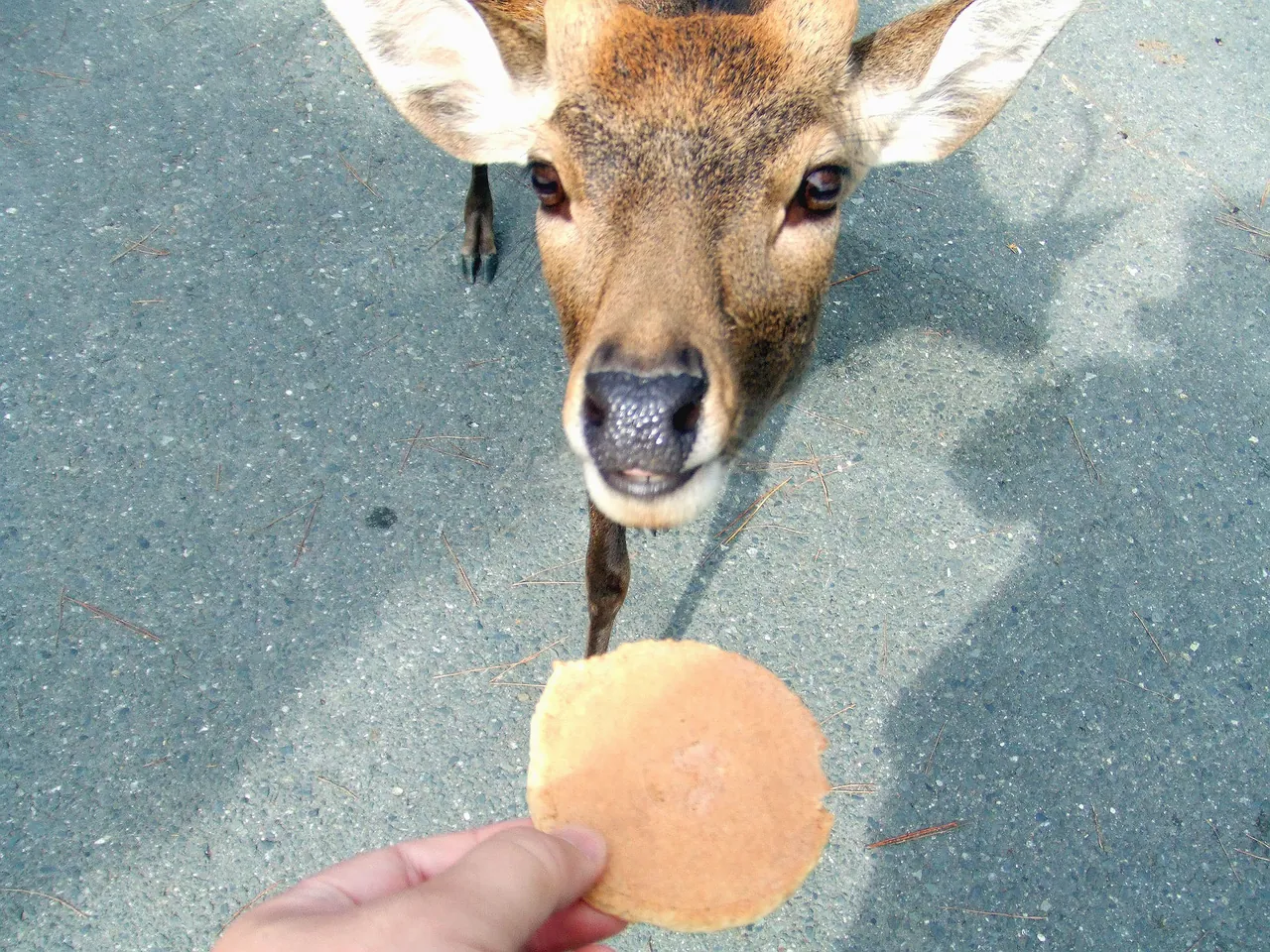 A hand holding out a deer cracker in Nara Park, with a deer reaching for it